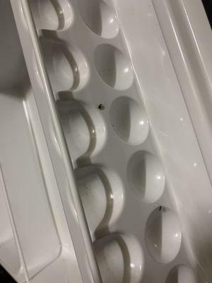 Baby roaches in the mini fridge