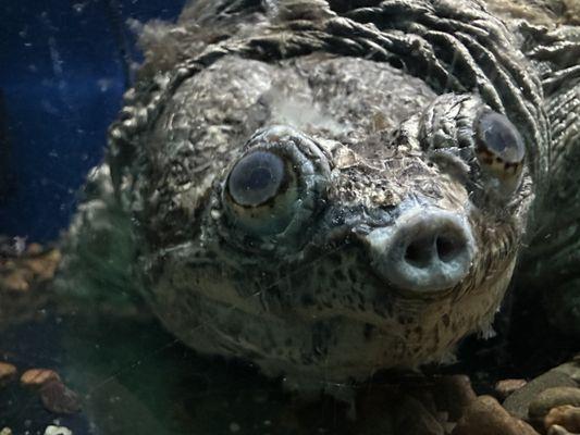 Meet Mae West who was almost strangled to death by plastic pollution in the waters in Louisiana. Happy and healthy now!