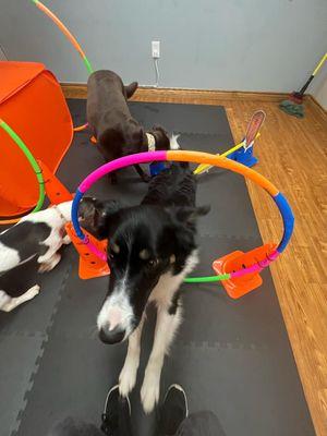 Bark-A-Bout's Full-Day Enrichment Daycare Program gives 5 mind-engaging activities where Purposeful Play Meets Structured Learning!