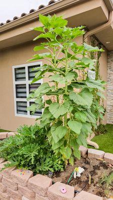 Garden for Nutrition Program