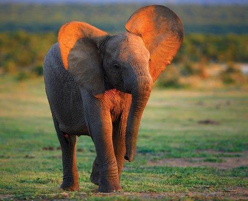 See elephants in the wild