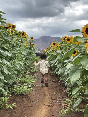 My Granddaughter, running through the sunflowers