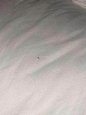 Dead mosquito in bed