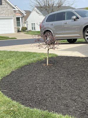 Dwarf Japanese Maple