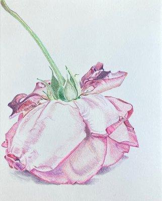 Rose colored pencil drawing