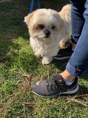 Lhasa Happy Homes adoption event