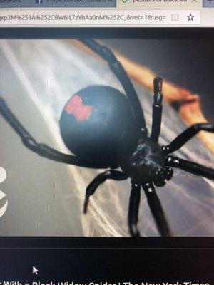 Black Widow Spider