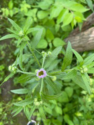 Beautiful flowers of wild weeds