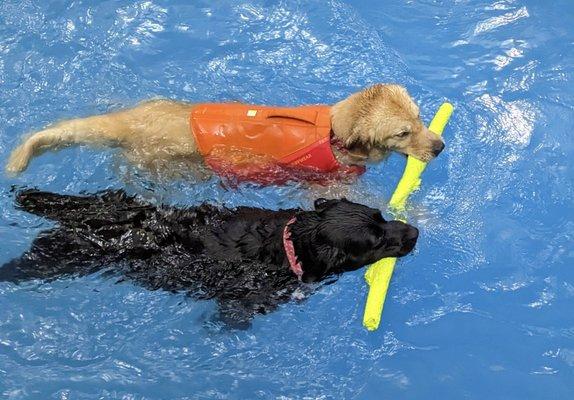 Doggy Paddle Aquatic Center For Dogs