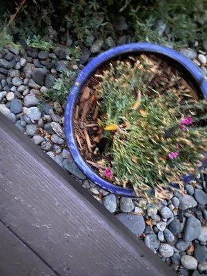 Front yard plants were very damaged.