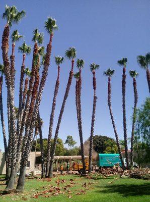 Mexican fan palms trimmed