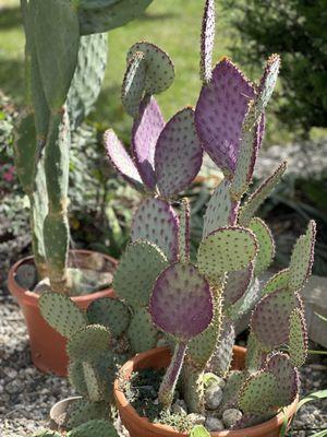 Arizona cacti