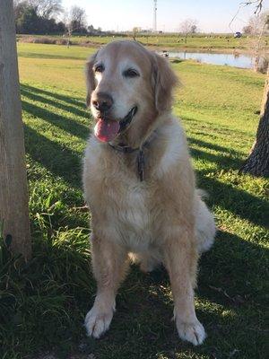 Theo-the amazing elderly therapy dog!