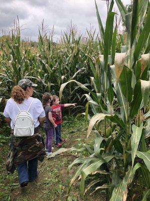 Corn maze