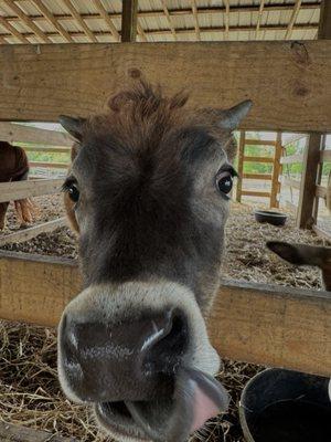 baby cow (daisy mae)