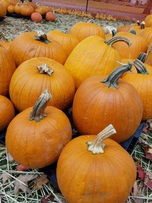 Buy a Pumpkin