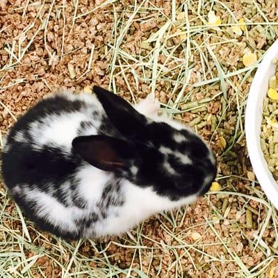 Bunnies at Olsen's