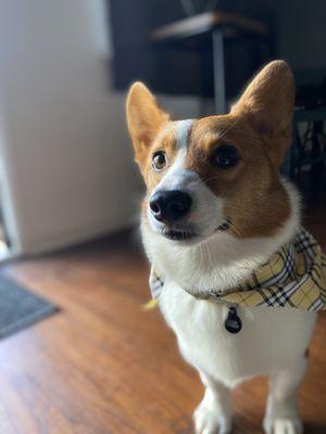 Our baby Carsen The Corgi