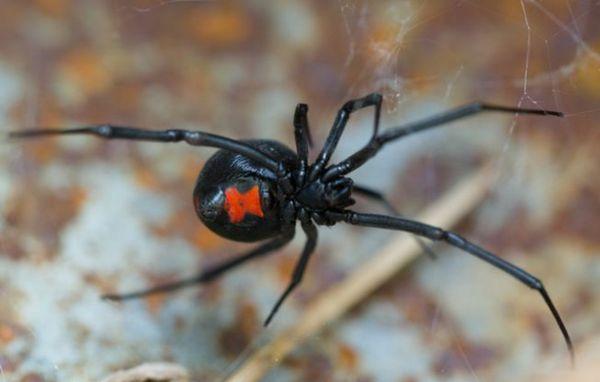 Black widow before it was exterminated.