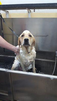 Hans getting a bath on Self Wash Sundays!!!!!!