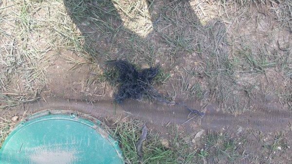 Roots pulled from clean out by Drain Medic AFTER American lied that stoppage was due to "ejector pump septic system  humming" LOL