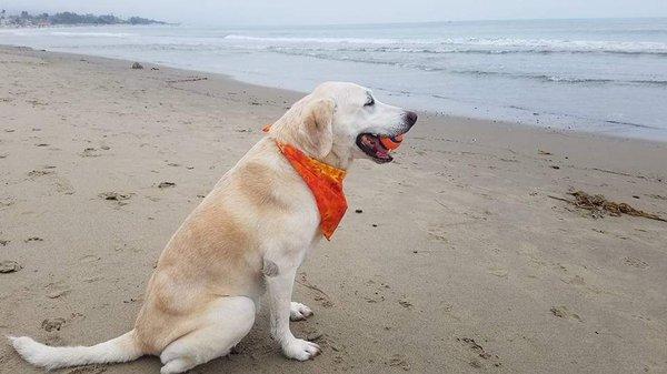 Abby loved her ball and the beach