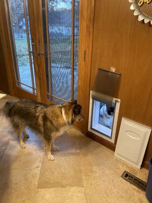 Pups learning to use their new door installed by Harry.