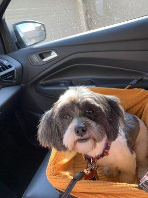 Gizmo on his way to Doggy Day Care at Laws. Look at his smile! He loves his days there, playing with his friend.