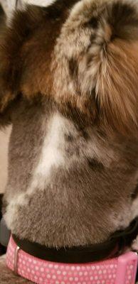 I brought my dog in for grooming and I am highly disappointed. My dog looks like is been in war. The cut is not even and ugly.