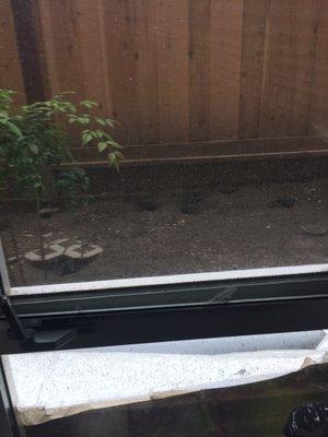 What my window view is: rat holes and dirt.