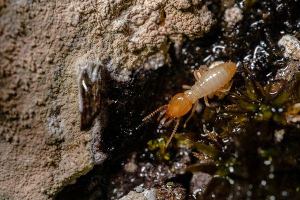 Subterranean Termites