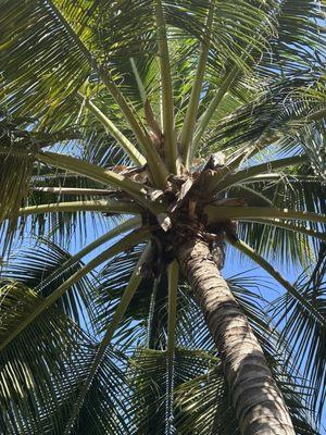 Our tree with the coconuts removed -- we asked them not to prune the trees.