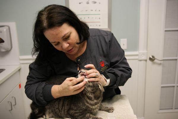 Dr. Cindy Krane is committed to your cat's complete wellness. Here, she gently examines checks for signs of dental disease.