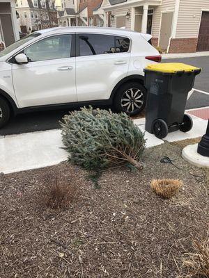 End of Jan. And after multiple requests this Xmas tree is still on the sidewalk! (Annoying because it's not even mine!)