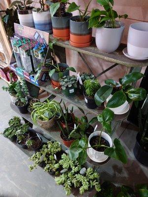 Plants galore~