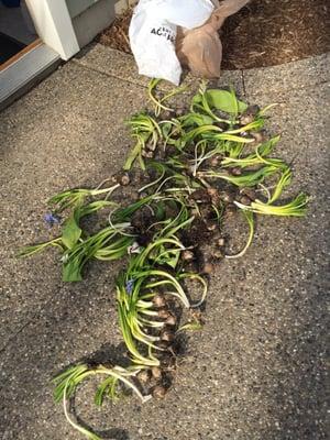 Old bulbs removed from front plant bed after new landscape installed.