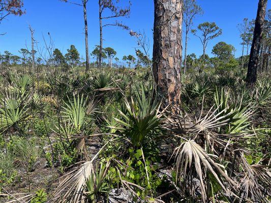 Savannas Preserve State Park