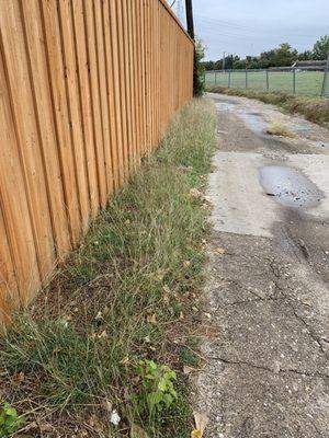 The strip of grass behind my fence in the alley, which hasn't been mowed in weeks.