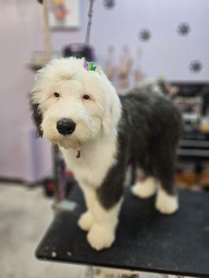 Old English Sheepdog