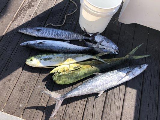 Wahoo, Mackerel, tuna, Mahi