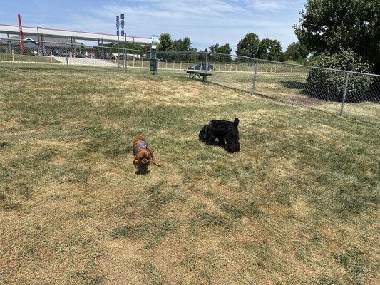 My dogs in the dog park.