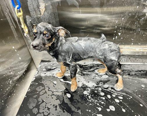 Puppy Bath