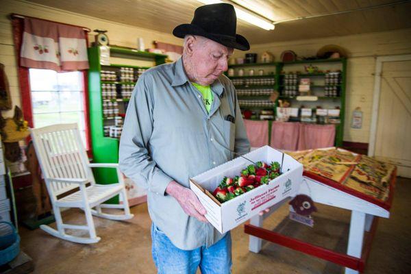 Mr. Jollisant taking a look at His Beautiful Strawberries. He sure works hard on his Farm to Grown All Natural   Fruits and Vegetables..