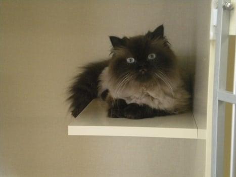 Brandy - sitting pretty on her condo ledge.