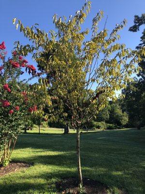 Brown leaves on tree