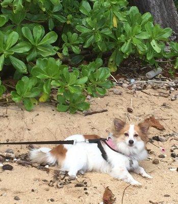 At Anini Beach after her grooming!