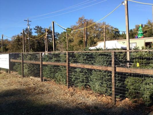 Boy Scout Troop 224 Christmas tree lot in Lafayette,California (across from the entrance to the Lafayette Reservoir)