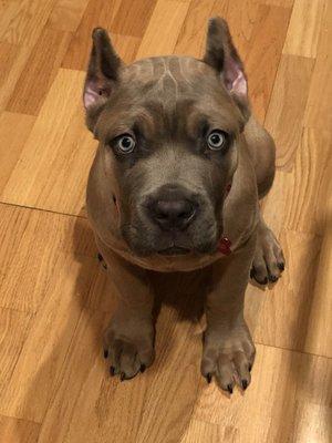 12 weeks old Cane Corso... ear cropped at 9 weeks Dr. Aryal