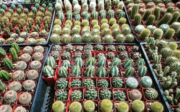 Cacti