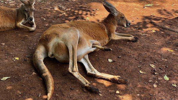 Kangaroo